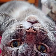 Sage joined the competition — help win amazing prizes! cat, close_up, upside_down, whiskers, eyes, fur, pet, animal, domestic, cute, lying_down, face, nose, indoor, portrait, feline, tabby, soft, curious, relaxed