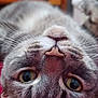 cat, close_up, upside_down, whiskers, eyes, fur, pet, animal, domestic, cute, lying_down, face, nose, indoor, portrait, feline, tabby, soft, curious, relaxed
