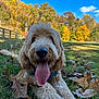 Ollie joined the competition — help win amazing prizes! dog, grass, autumn_leaves, fall, outdoor, blue_sky, trees, pet, canine, tongue_out, happy, nature, field, sunlight, fur, playful, daytime, leaves, park, animal