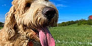 Ollie is registered to the contest to win money with this photo: dog, tongue, close_up, fluffy, curly_fur, nose, outdoor, grass, blue_sky, sunny, pet, canine, nature, happy, animal, collar, daytime, green, playing, summer
