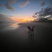 Ollie joined the competition — help win amazing prizes! dog, beach, sunset, twilight, clouds, water, sand, mist, silhouette, sky, nature, outdoor, calm, peaceful, horizon, reflection, animal, evening, landscape, vacation