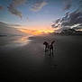 animal, beach, calm, clouds, dog, evening, horizon, landscape, mist, nature, outdoor, peaceful, reflection, sand, silhouette, sky, sunset, twilight, vacation, water
