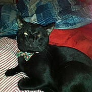 Papi joined the competition — help win amazing prizes! black_cat, cat, pet, bow_tie, striped_blanket, bed, indoor, feline, animal, resting, cute, whiskers, ears, fur, sleepy, domestic_cat, cozy, comfort, close_up, portrait