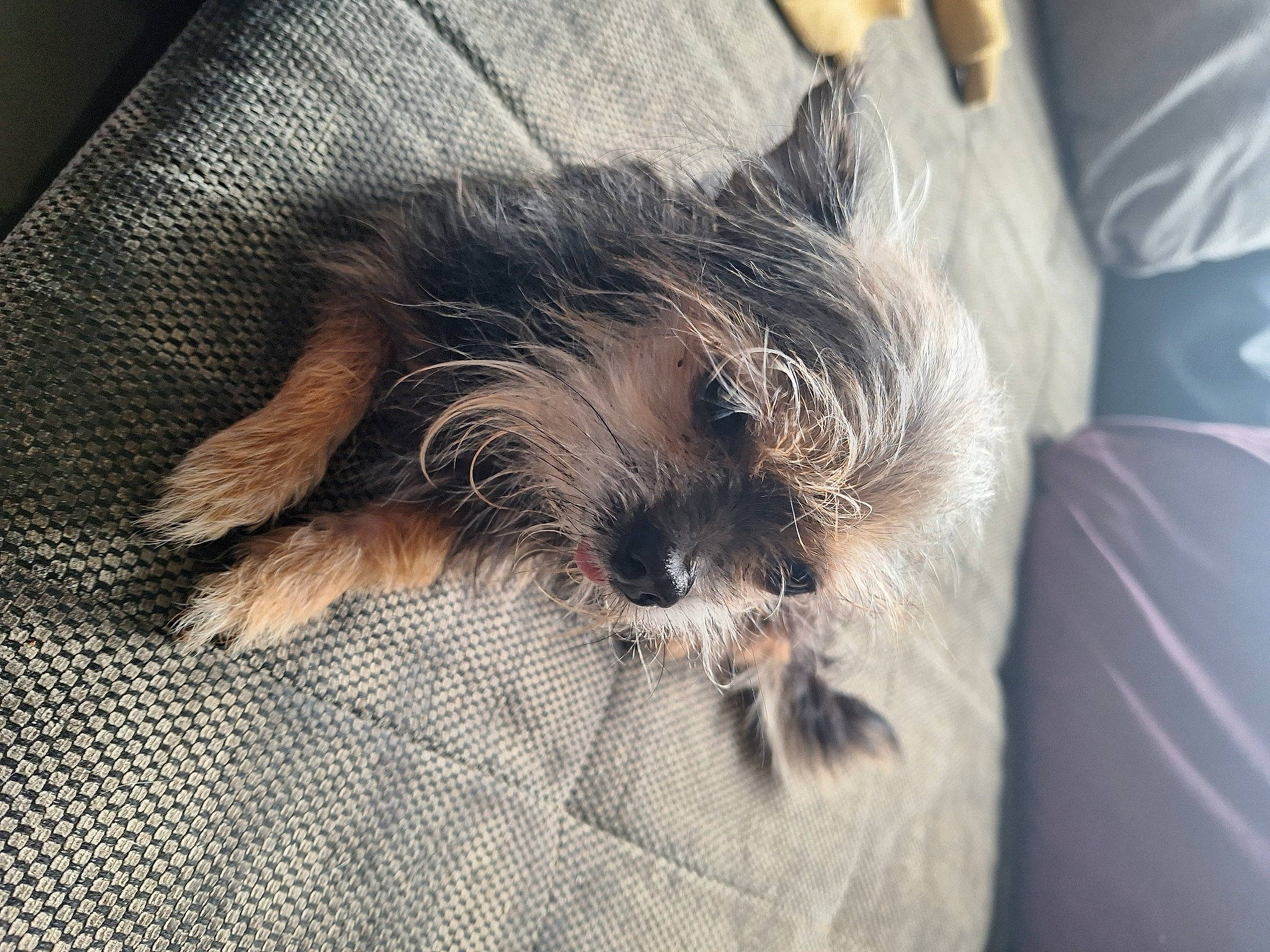 Lucky a rejoint le concours — aidez-le/la à gagner de superbes lots ! canidae, carnivore, cat, claw, comfort, companion_dog, dog_breed, domestic_short_haired_cat, felidae, fur, grey, paw, small_terrier, small_to_medium_sized_cats, snout, sporting_group, tail, terrier, toy_dog, whiskers