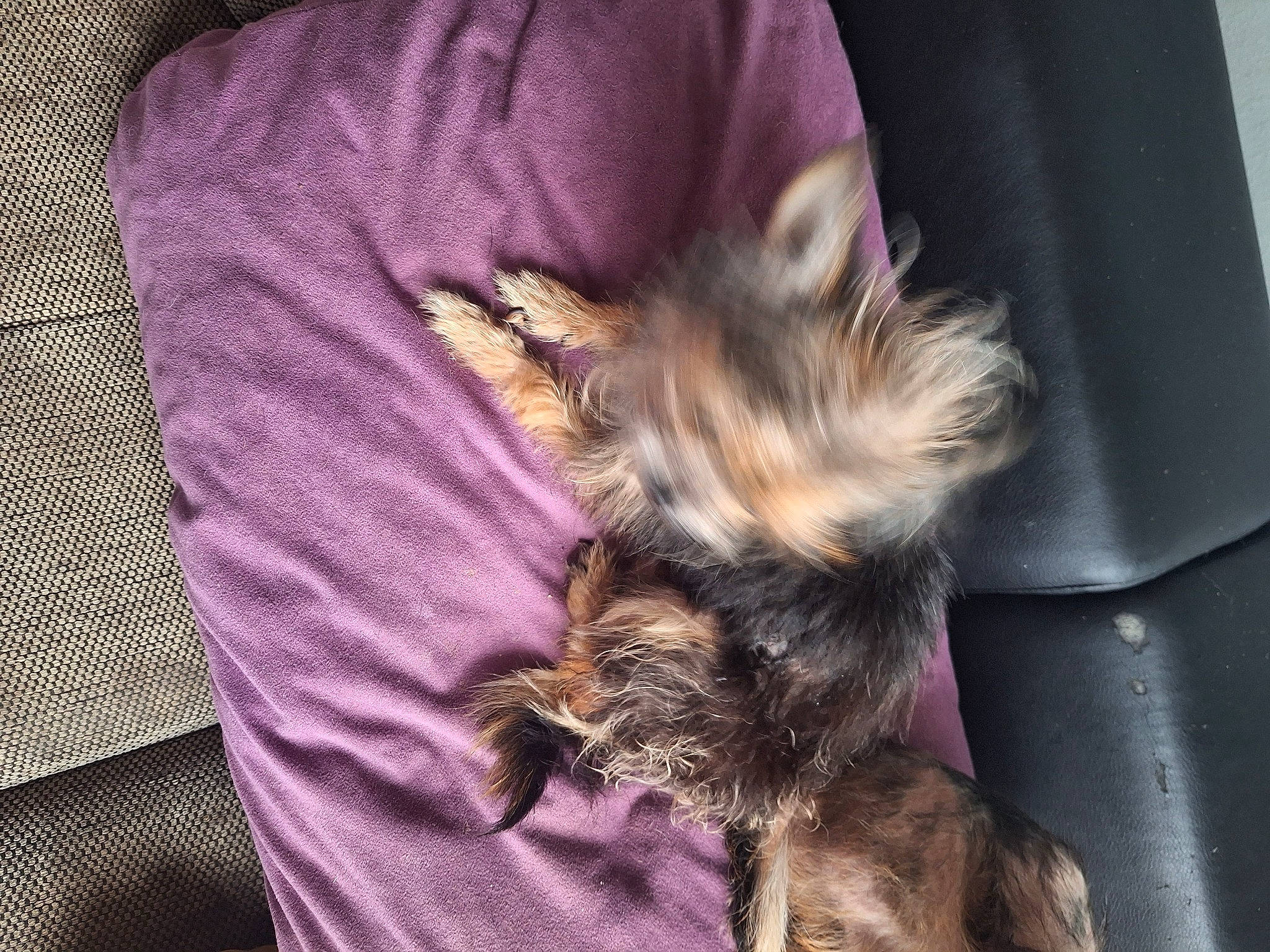 Lucky a rejoint le concours — aidez-le/la à gagner de superbes lots ! canidae, carnivore, claw, companion_dog, dog, dog_breed, fawn, felidae, fur, liver, paw, small_terrier, small_to_medium_sized_cats, sporting_group, tail, terrestrial_animal, terrier, toy_dog, whiskers, yorkipoo