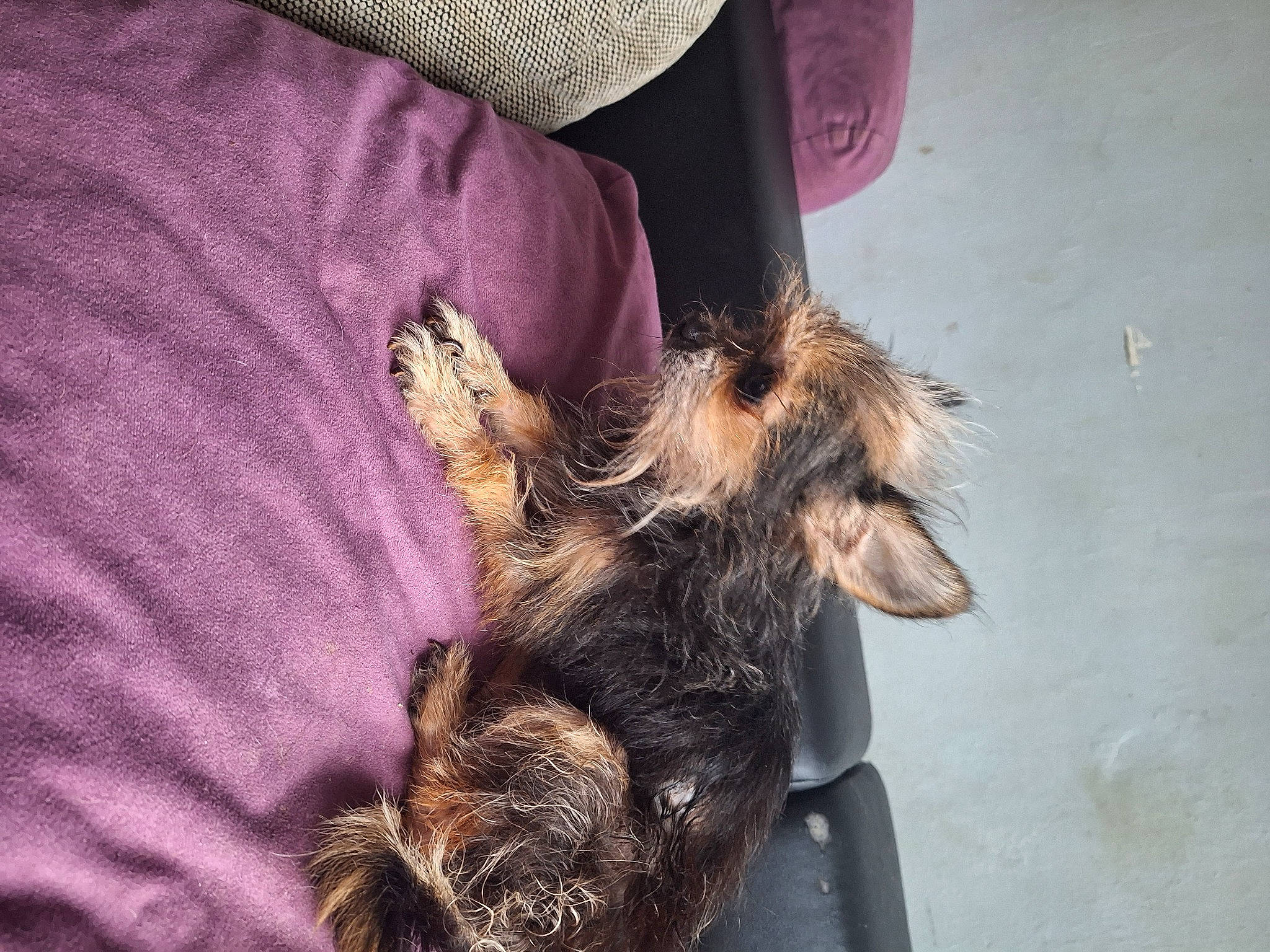 Lucky participe au concours pour gagner de l'argent avec cette photo : cap, carnivore, claw, comfort, companion_dog, dog_breed, domestic_short_haired_cat, fawn, fedora, felidae, fur, hat, liver, paw, small_to_medium_sized_cats, snout, sporting_group, sun_hat, tail, whiskers