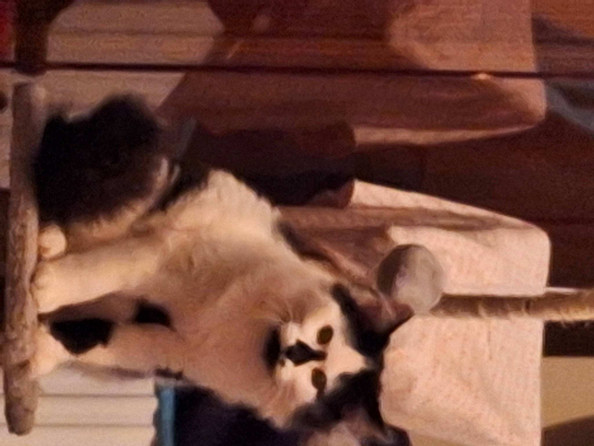 Tico participe au concours pour gagner de l'argent avec cette photo : balinese, canidae, carnivore, cat, companion_dog, dog_breed, fang, felidae, fur, monochrome_photography, paw, small_to_medium_sized_cats, snout, sporting_group, tail, terrestrial_animal, thai, tints_and_shades, whiskers, wood