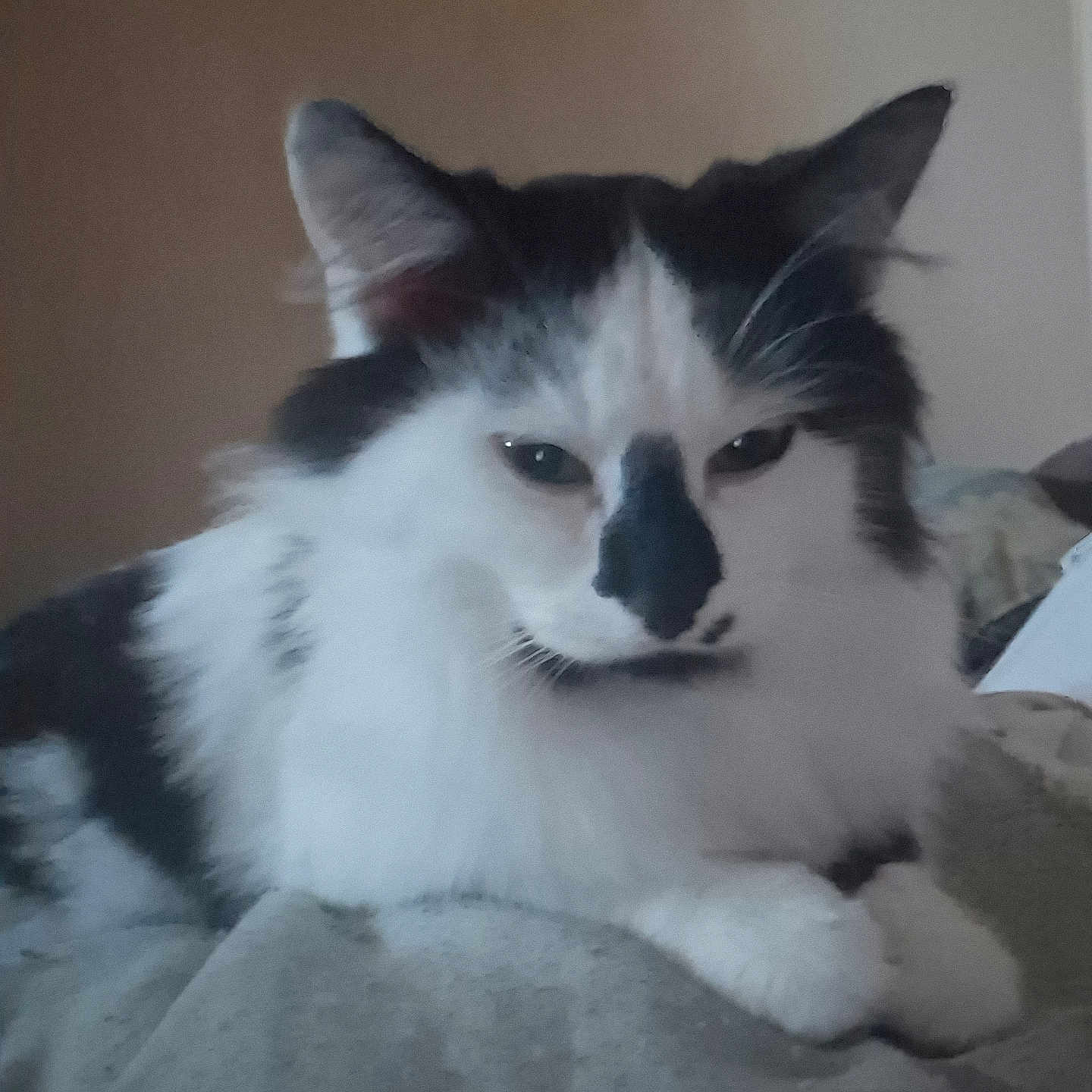 Tico a rejoint le concours — aidez-le/la à gagner de superbes lots ! angora, animal, bed, bedroom, cat, chair, couch, cushion, face, furniture, head, homedecor, indoors, kitten, manx, person, pet, room, sleeping, white