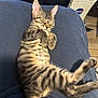 animal, blanket, cat, cozy, cute, domestic_animal, fur, home, indoor, kitten, mammal, nap, paw, pet, relaxed, resting, sleeping, small, striped, tabby