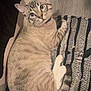 Smokey is registered to the contest to win money with this photo: cat, blue_eyes, striped_fur, lying_down, curious, indoor, rug, texture, whiskers, tail, paws, flooring, domestic_animal, pet, feline, close_up, looking_up, relaxed, striped_tail, collar