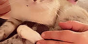 Smokey is registered to the contest to win money with this photo: cat, blue_eyes, pet, hand, person, indoor, close_up, feline, tabby, stripes, domestic_animal, curious, cozy, holding, animal_paw, human_hand, blurred_background, water_bottle, resting, calm