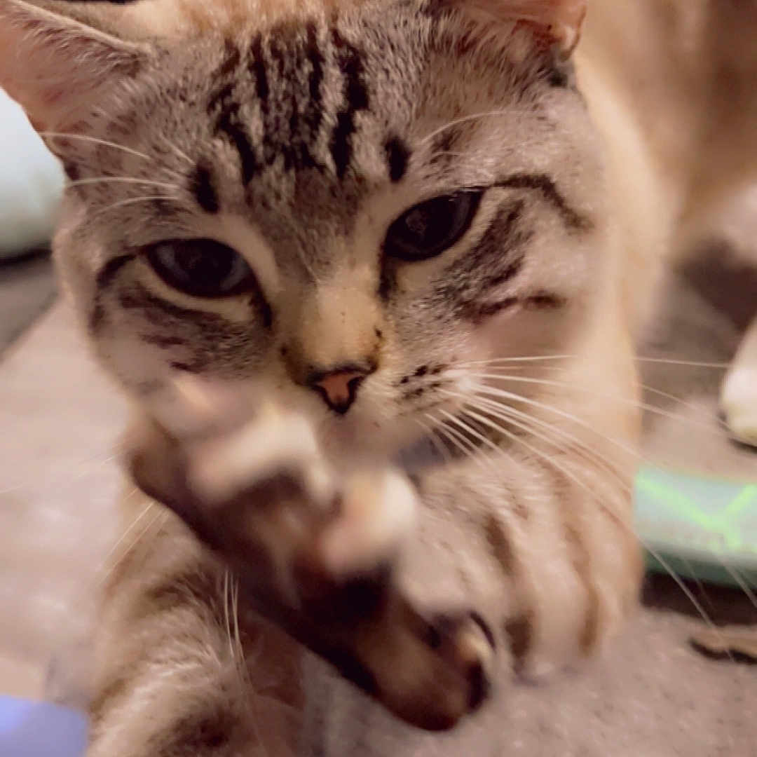 Smokey is registered to the contest to win money with this photo: animal, carpet, cat, close_up, closeup, couch, curious, cute, domestic_animal, ears, feline, fur, indoor, living_room, mammal, paw, pet, playful, tabby, whiskers