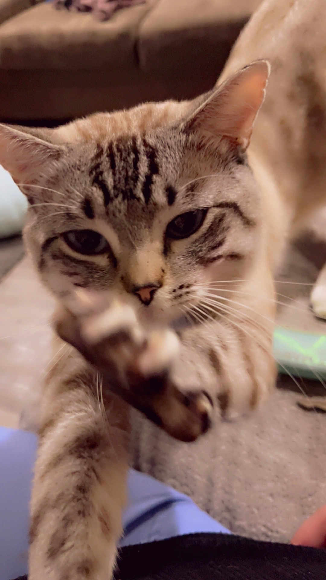 Smokey is registered to the contest to win money with this photo: cat, tabby, paw, close_up, indoor, curious, pet, feline, whiskers, ears, fur, living_room, carpet, couch, domestic_animal, playful, animal, mammal, cute, closeup
