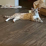 Smokey is registered to the contest to win money with this photo: cat, animal, pet, indoor, floor, wooden_floor, blue_eyes, striped, relaxed, lying_down, domestic_cat, box, paper_bag, doorway, household, fur, ears, tail, whiskers, resting