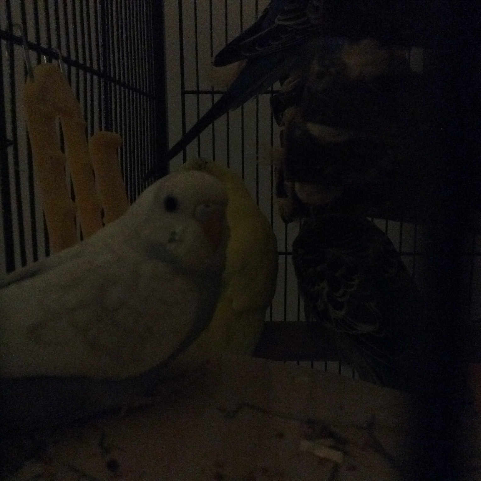 Cookie