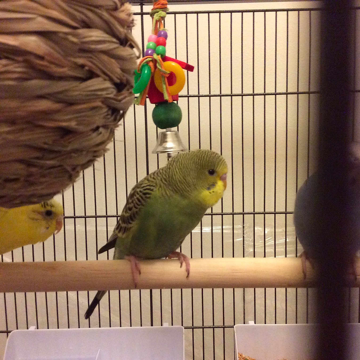 Berry joined the competition — help win amazing prizes! adaptation, animal_shelter, beak, bird, bird_supply, budgie, cage, feather, lorikeet, lovebird, parakeet, parrot, perching_bird, perico, pet_supply, snapshot, tail, vertebrate, wing