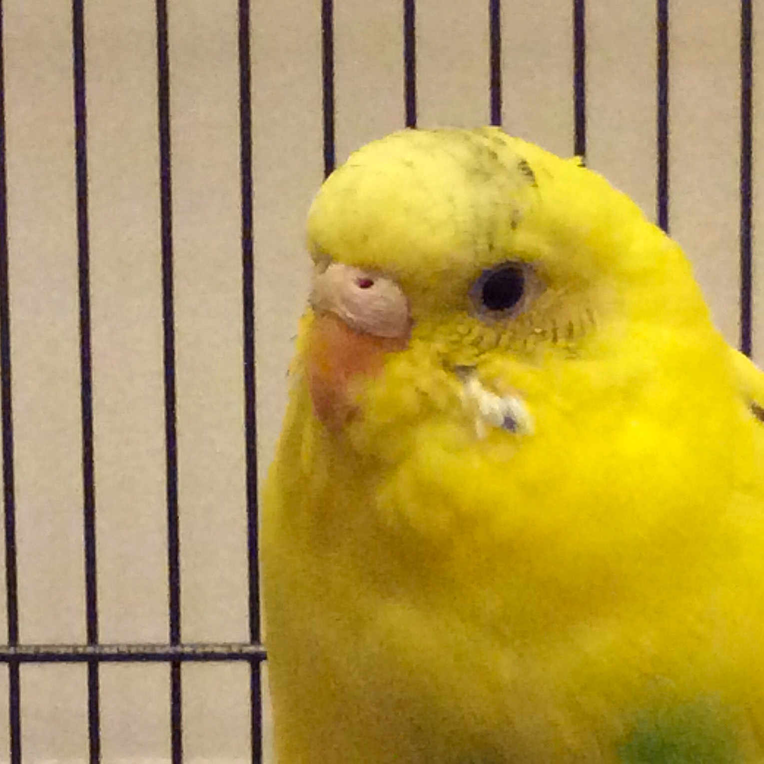 Sunny