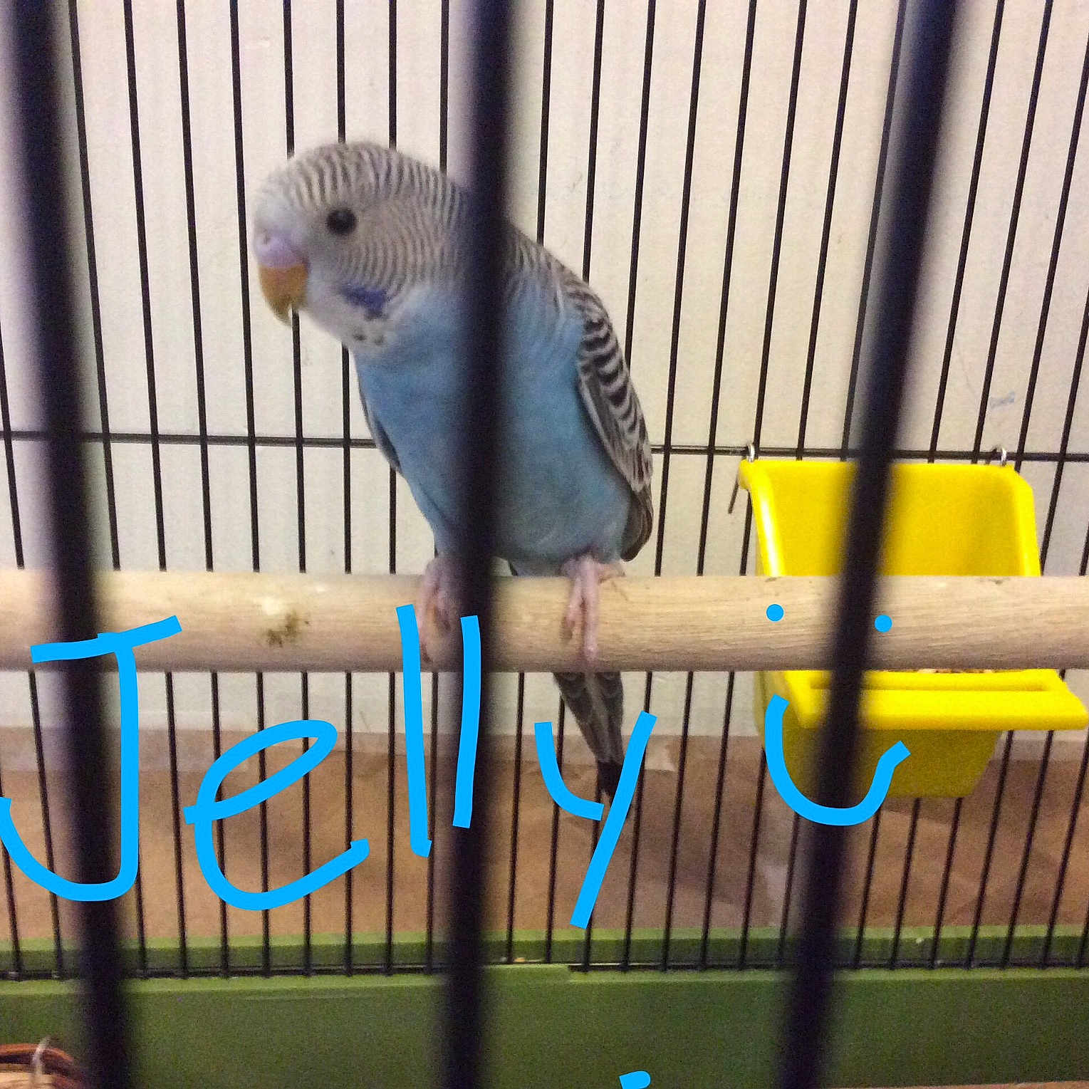 Jelly