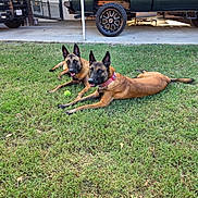 Milo And Talia is registered to the contest to win money with this photo: dog, belgian_malinois, grass, outdoor, vehicle, truck, collar, tennis_ball, pet, canine, animal, laying, two_dogs, parked_vehicle, nature, daylight, ears_up, alert, domestic_animal, muzzle