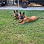 dog, belgian_malinois, grass, outdoor, vehicle, truck, collar, tennis_ball, pet, canine, animal, laying, two_dogs, parked_vehicle, nature, daylight, ears_up, alert, domestic_animal, muzzle