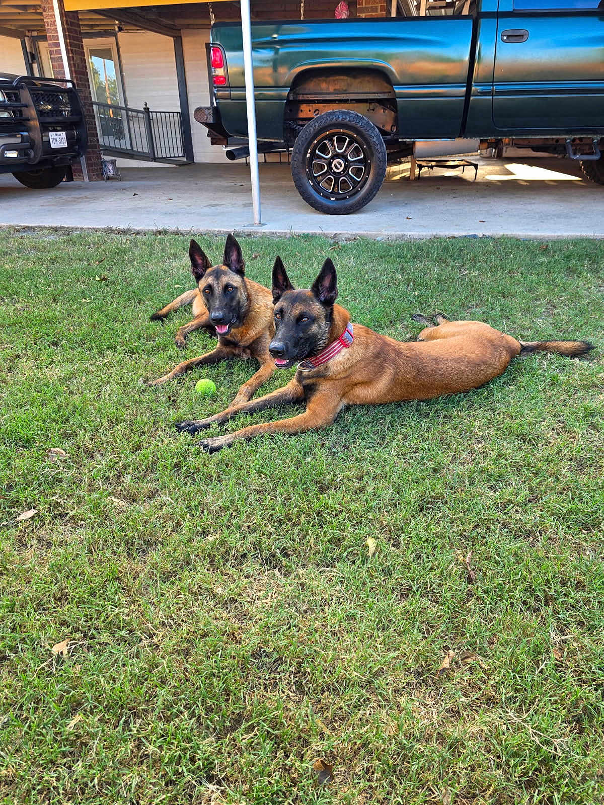 Milo And Talia is registered to the contest to win money with this photo: dog, belgian_malinois, grass, outdoor, vehicle, truck, collar, tennis_ball, pet, canine, animal, laying, two_dogs, parked_vehicle, nature, daylight, ears_up, alert, domestic_animal, muzzle