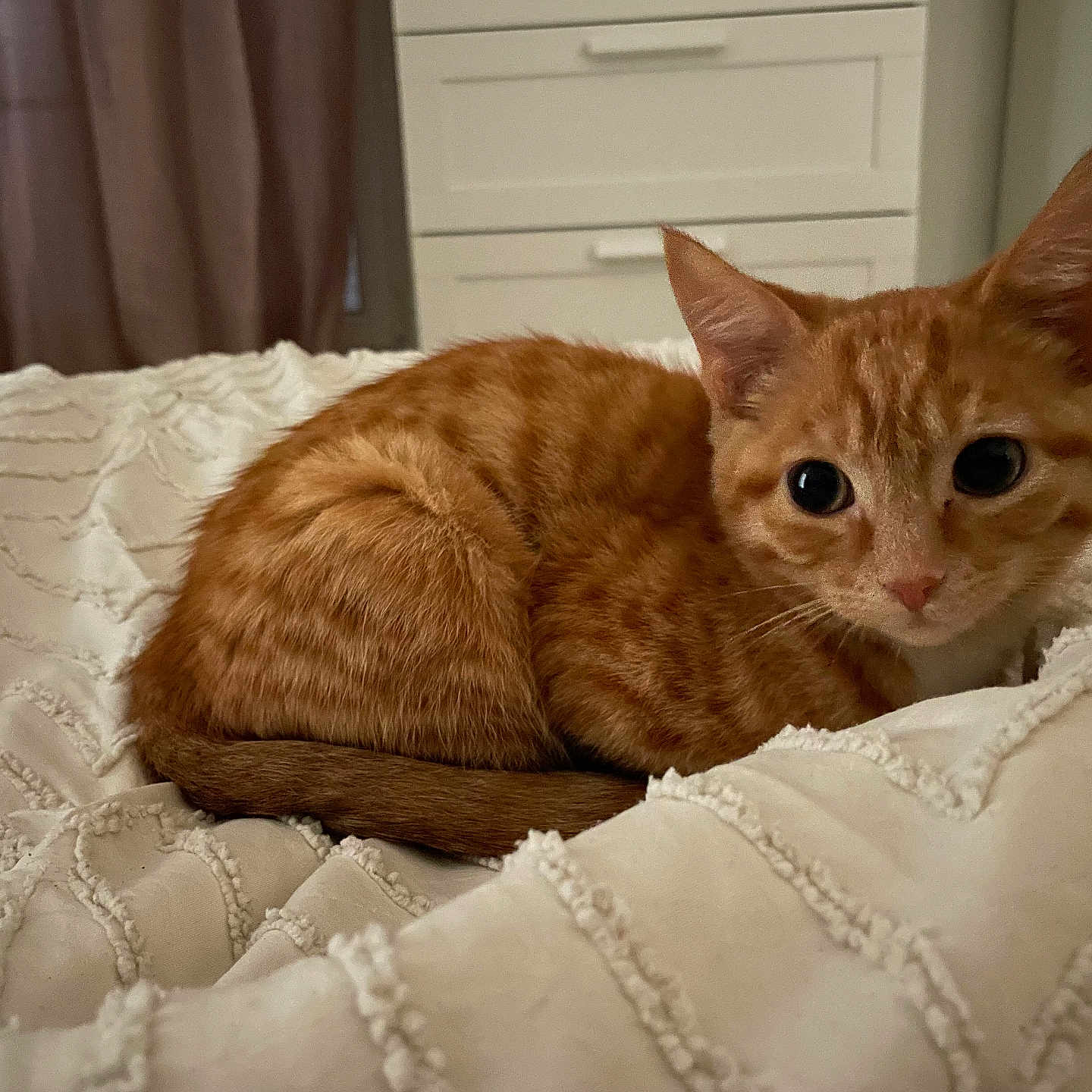 Polochon participe au concours pour gagner de l'argent avec cette photo : animal, bed, blanket, cat, cozy, curious, cute, domestic_cat, ears, feline, fur, indoor, kitten, orange_tabby, pet, resting, soft, tail, whiskers, young