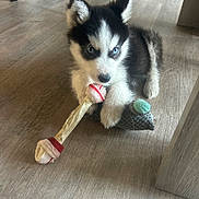 Baggi participe au concours pour gagner de l'argent avec cette photo : dog, puppy, husky, blue_eyes, chew_toy, bone, wooden_floor, indoor, furniture, paws, fur, black_and_white, pet, cute, sitting, toy, living_room, closeup, play, looking_up