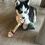 dog, puppy, husky, blue_eyes, chew_toy, bone, wooden_floor, indoor, furniture, paws, fur, black_and_white, pet, cute, sitting, toy, living_room, closeup, play, looking_up