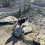 dog, puppy, husky, rock, forest, trees, creek, bridge, moss, sunlight, shadow, trail, outdoors, nature, walking, fur, black_and_white, cute, pet, portrait
