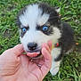 Baggi a rejoint le concours — aidez-le/la à gagner de superbes lots ! puppy, dog, husky, blue_eyes, grass, hand, human_hand, close_up, outdoors, pet, fur, nose, tongue, collar, playful, cute, portrait, small_paw, adorable, backyard