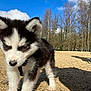 Baggi a rejoint le concours — aidez-le/la à gagner de superbes lots ! puppy, dog, husky, black_and_white, fur, close_up, outdoor, blue_sky, clouds, trees, gravel, sand, paw, ears, nose, harness, shadow, sunlight, portrait, walking
