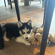 Baggi participe au concours pour gagner de l'argent avec cette photo : dog, puppy, husky, blue_eyes, fur, toy, stuffed_animal, wooden_floor, chair_leg, indoor, lying_down, pet, small, cute, looking_at_camera, ears, paws, muzzle, shadow, sunlight