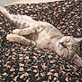 cat, kitten, sleeping, resting, floral_pattern, blanket, tabby, fur, whiskers, cute, pet, animal, cozy, indoor, relaxation, stretching, soft_lighting, peaceful, domestic_cat, bed