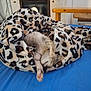 kitten, blanket, leopard_print, blue_surface, stretching, sleeping, cozy, indoor, furniture, chair, fireplace, wood, pet, animal, cute, resting, fur, paw, home, comfort