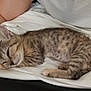 kitten, cat, sleeping, tabby, pet, animal, feline, cozy, blanket, resting, cute, fur, whiskers, domestic_animal, young, indoor, relaxation, small, paw, closeup