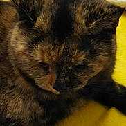 Fée participe au concours pour gagner de l'argent avec cette photo : cat, tortoiseshell, feline, pet, close_up, yellow_background, fur, animal, resting, domestic_cat, whiskers, ears, face, indoor, cute, sleepy, mammal, head, soft_focus, cozy