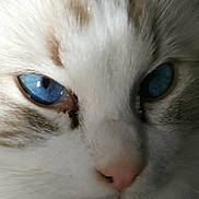 Bradley participe au concours pour gagner de l'argent avec cette photo : cat, close_up, blue_eyes, fur, whiskers, nose, pet, animal, face, macro, mammal, white_fur, portrait, domestic_cat, cute, soft_texture, eye_detail, feline, animal_face, whisker_detail