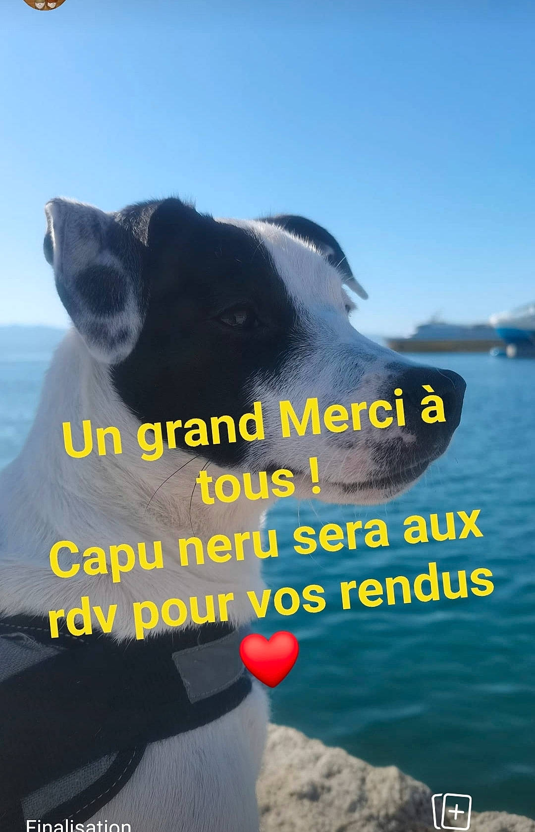 Capu Neru participe au concours pour gagner de l'argent avec cette photo : advertising, boats_and_boating_equipment_and_supplies, dairy_cow, font, happy, lake, landscape, leisure, livestock, natural_landscape, ocean, organism, personal_protective_equipment, photo_caption, recreation, sky, terrestrial_animal, toy, travel, water