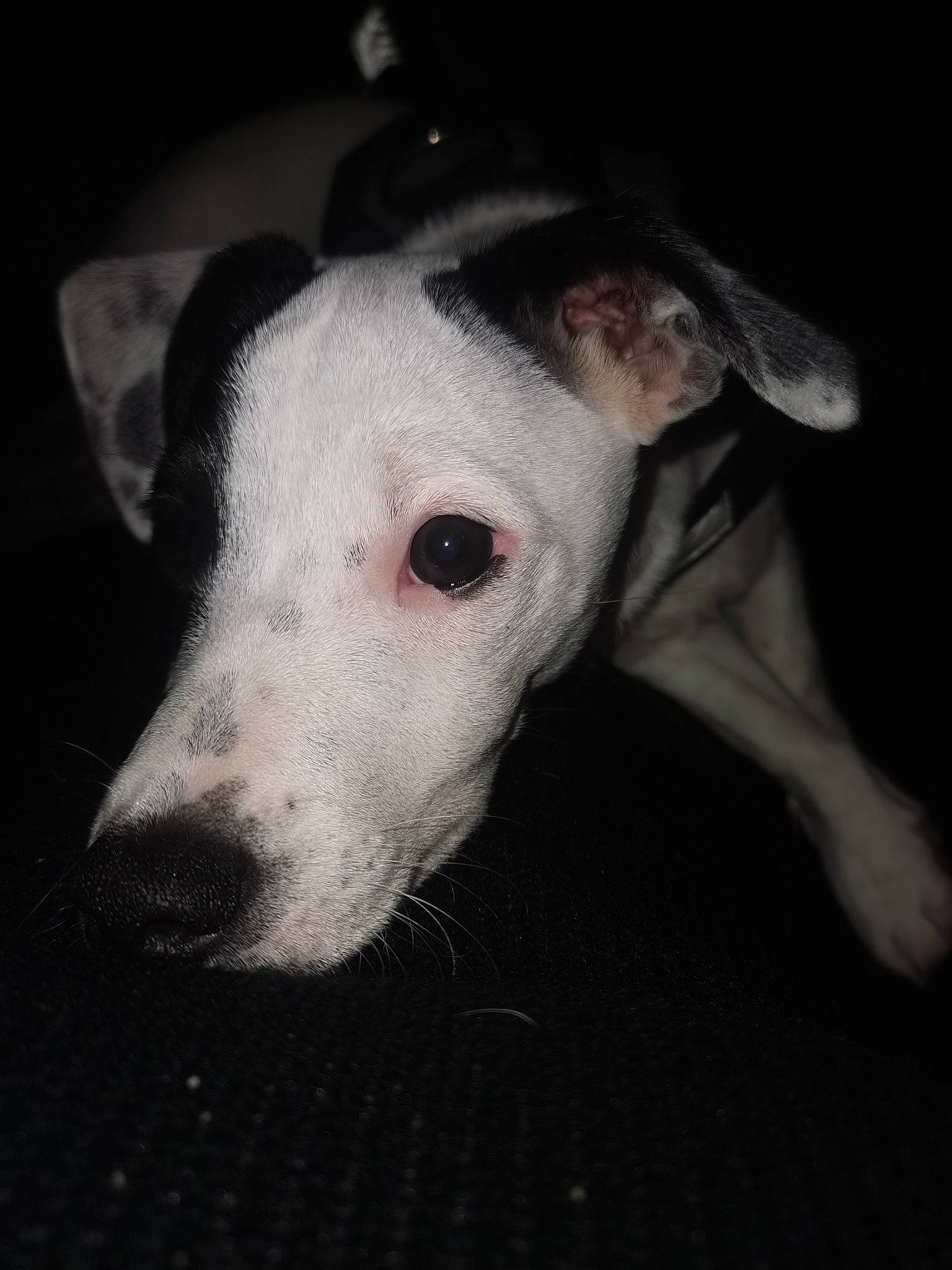 Capu Neru participe au concours pour gagner de l'argent avec cette photo : bull_terrier, bull_terrier_miniature, canidae, carnivore, companion_dog, darkness, dog, dog_breed, english_white_terrier, magyar_agar, metal, monochrome_photography, non_sporting_group, rampur_greyhound, sighthound, snout, sporting_group, terrestrial_animal, whiskers, working_animal