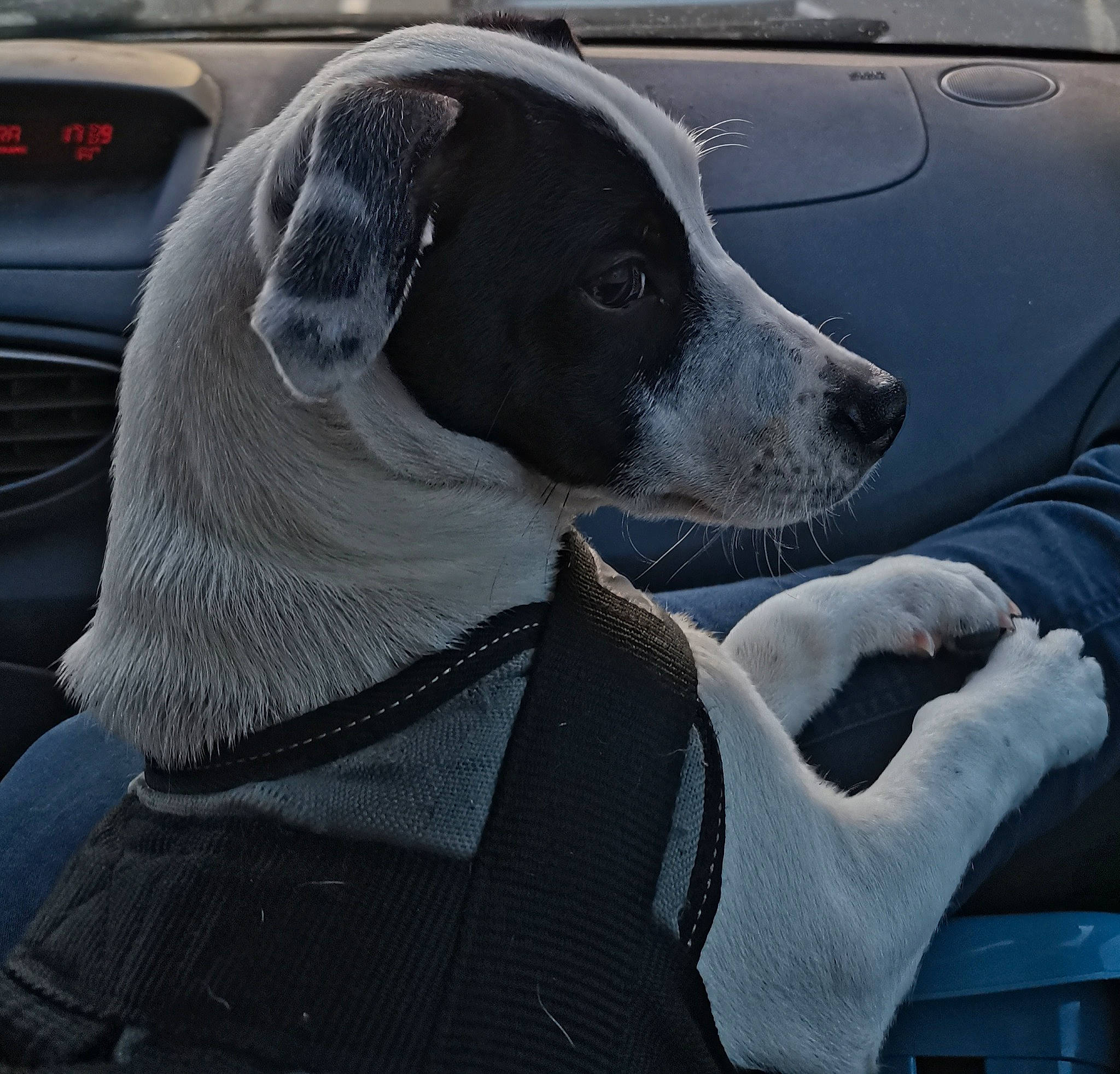 Capu Neru a rejoint le concours — aidez-le/la à gagner de superbes lots ! auto_part, automotive_design, automotive_exterior, automotive_lighting, canidae, car, carnivore, collar, companion_dog, dog, dog_breed, dog_collar, family_car, grey, motor_vehicle, personal_luxury_car, snout, sporting_group, vehicle, vehicle_door