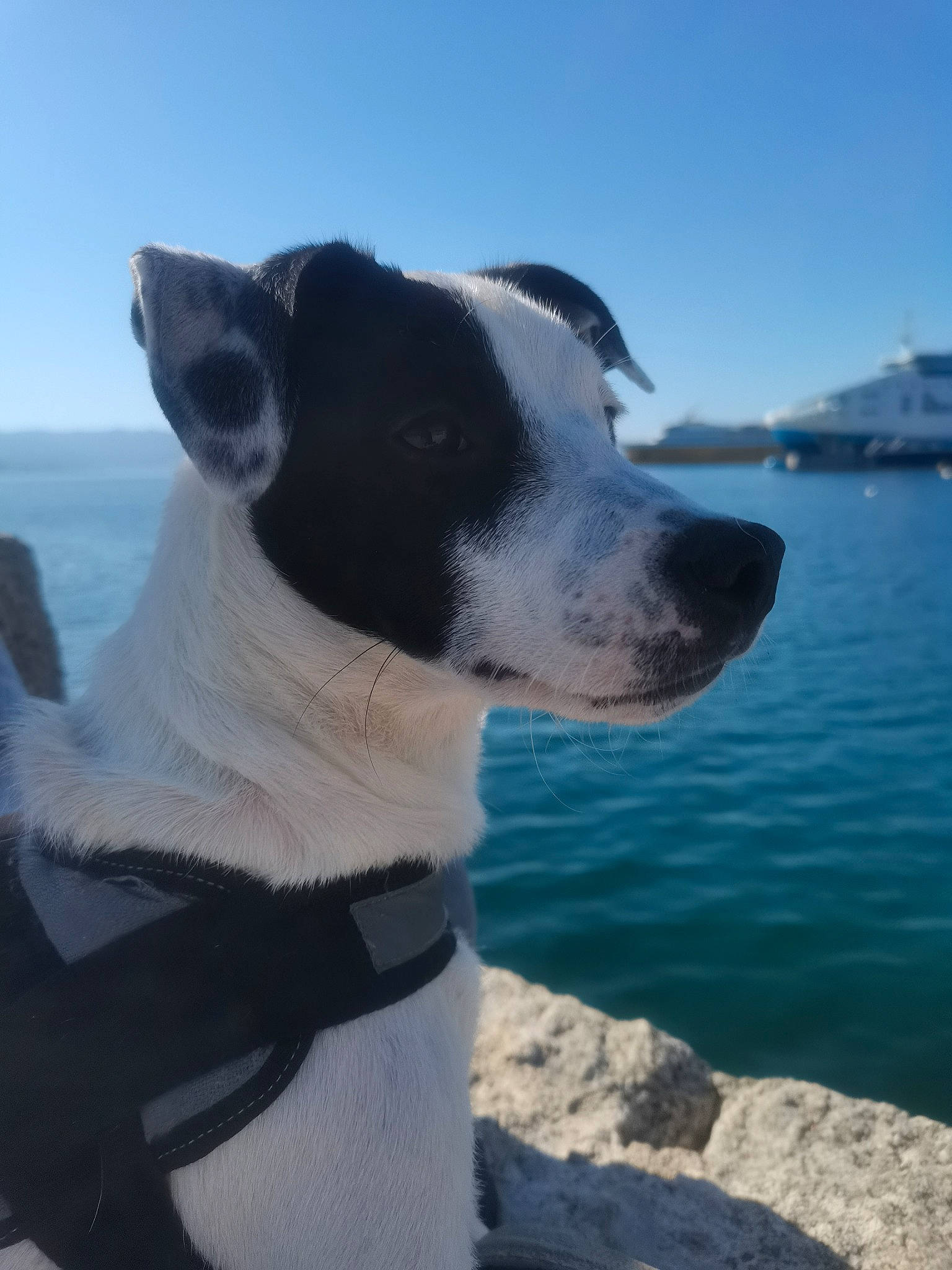 Capu Neru a rejoint le concours — aidez-le/la à gagner de superbes lots ! canidae, carnivore, collar, companion_dog, dog, dog_breed, dog_collar, lake, non_sporting_group, ocean, pet_supply, sky, snout, sporting_group, water, whiskers, working_animal