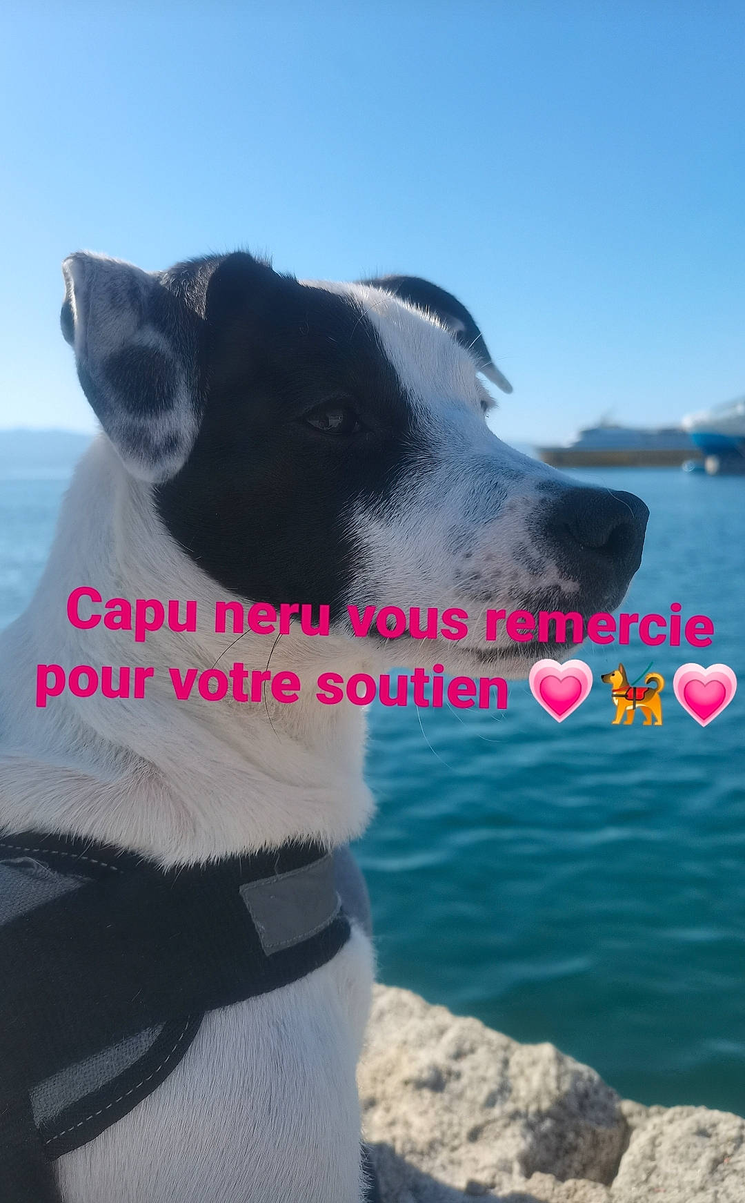 Capu Neru participe au concours pour gagner de l'argent avec cette photo : adventure, canidae, carnivore, collar, companion_dog, dog, dog_breed, dog_collar, lake, leisure, liquid, ocean, pet_supply, recreation, sky, snout, sporting_group, travel, water, working_animal