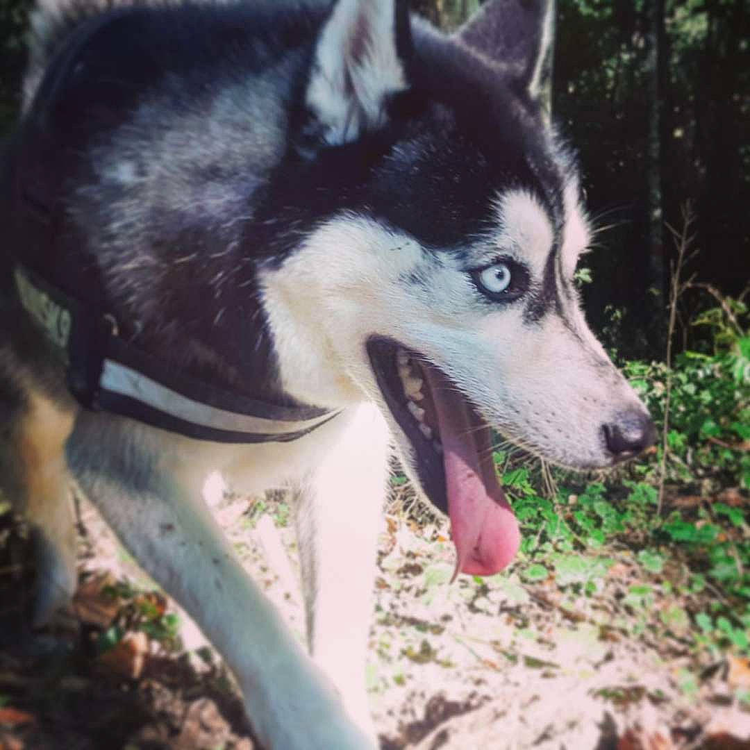 Molly a rejoint le concours — aidez-le/la à gagner de superbes lots ! ancient_dog_breeds, canidae, canis, carnivore, companion_dog, dog, dog_breed, fur, grass, non_sporting_group, plant, siberian_husky, sled_dog, snout, sporting_group, terrestrial_animal, tree, wildlife, working_animal, working_dog