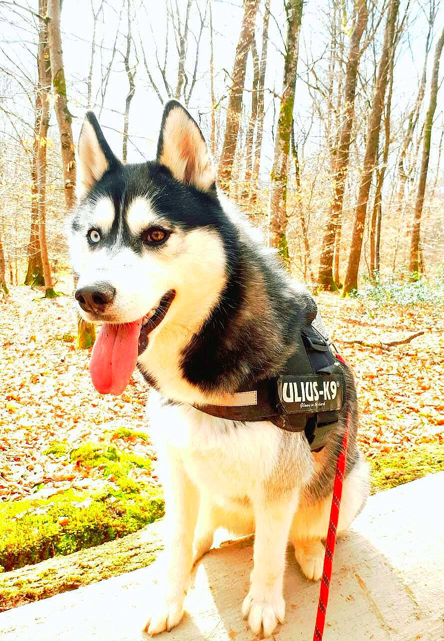 Molly a rejoint le concours — aidez-le/la à gagner de superbes lots ! ancient_dog_breeds, canidae, carnivore, collar, companion_dog, dog, dog_breed, dog_supply, fashion_accessory, fawn, fur, leash, plant, siberian_husky, sky, sled_dog, sporting_group, tree, working_animal, working_dog