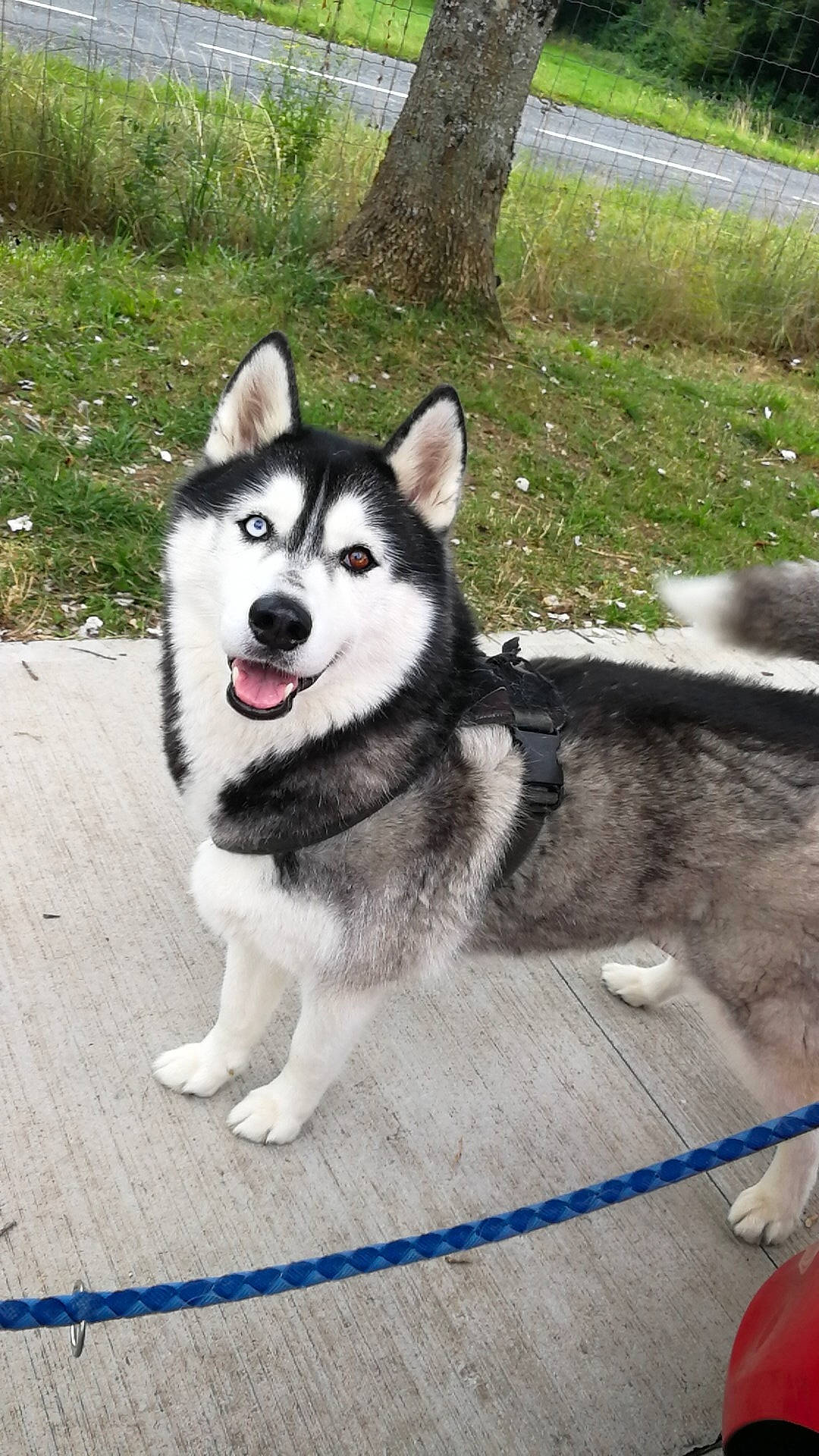 Molly a rejoint le concours — aidez-le/la à gagner de superbes lots ! ancient_dog_breeds, canidae, carnivore, collar, companion_dog, dog, dog_breed, fur, grass, non_sporting_group, pet_supply, plant, siberian_husky, sled_dog, snout, sporting_group, working_animal, working_dog