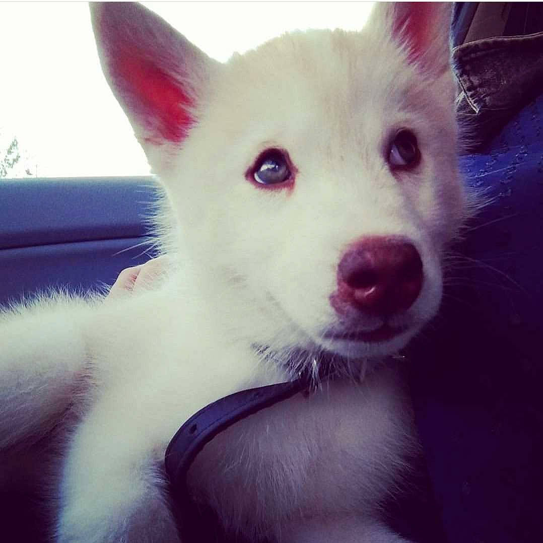 Nook participe au concours pour gagner de l'argent avec cette photo : ancient_dog_breeds, canidae, carnivore, companion_dog, dog, dog_breed, ear, fawn, flesh, fur, jaw, non_sporting_group, puppy, snout, sporting_group, square, whiskers, working_animal