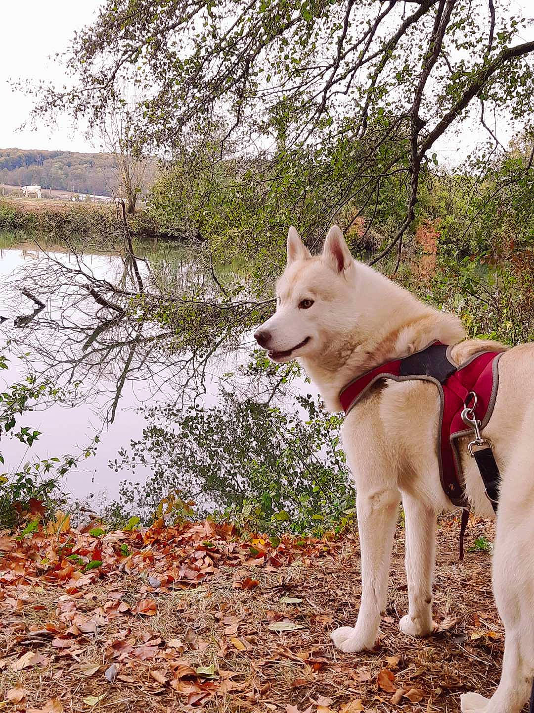 Nook participe au concours pour gagner de l'argent avec cette photo : carnivore, collar, companion_dog, dog, dog_breed, dog_collar, fawn, grass, herding_dog, kintamani, lake, leash, plant, recreation, sky, snout, tail, tree, water, working_animal