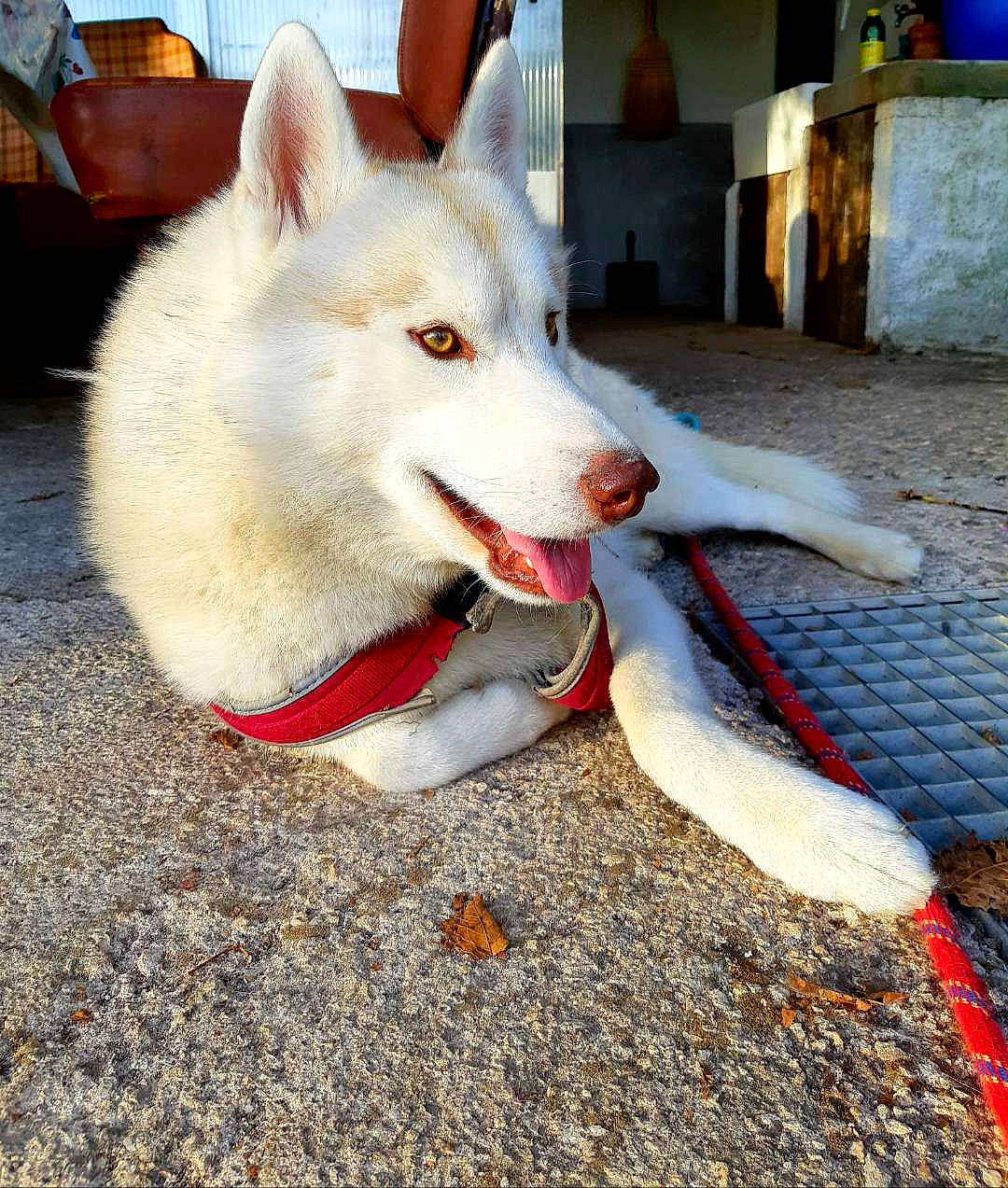 Nook a rejoint le concours — aidez-le/la à gagner de superbes lots ! blue, canidae, carmine, carnivore, collar, companion_dog, dog, dog_breed, fawn, flooring, fur, houseplant, jaw, non_sporting_group, road_surface, snout, sporting_group, tail, working_animal, working_dog