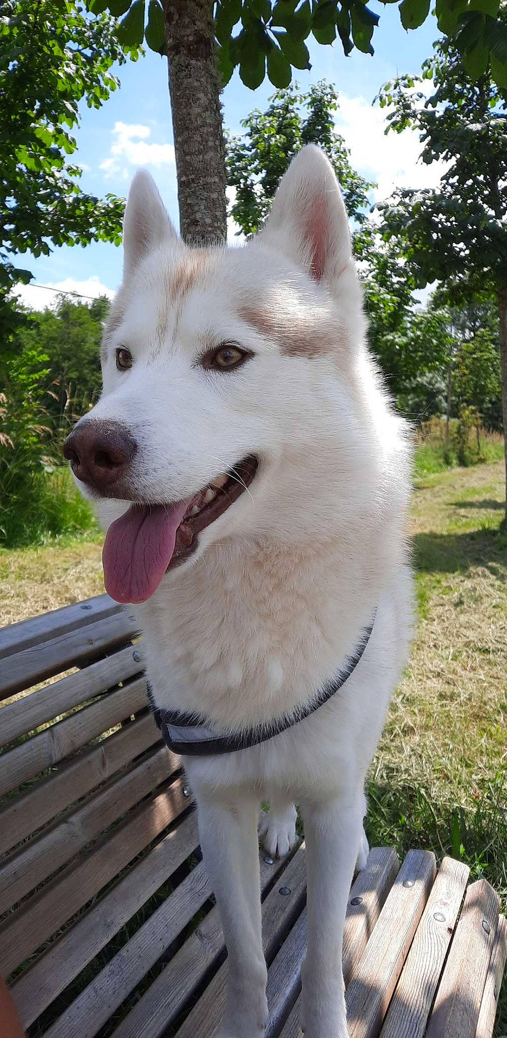 Nook a rejoint le concours — aidez-le/la à gagner de superbes lots ! ancient_dog_breeds, canidae, carnivore, cloud, collar, companion_dog, dog, dog_breed, dog_collar, fang, fawn, fur, plant, sky, tail, tree, whiskers, wood, working_animal, working_dog