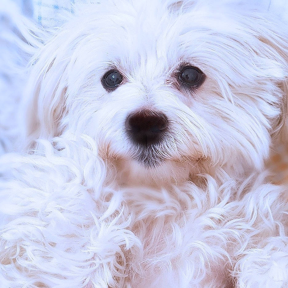 Fonzy a rejoint le concours — aidez-le/la à gagner de superbes lots ! canidae, carnivore, companion_dog, dog, dog_breed, fur, maltepoo, non_sporting_group, pattern, plant, small_terrier, snout, sporting_group, terrestrial_animal, terrier, toy_dog, working_animal, yorkipoo